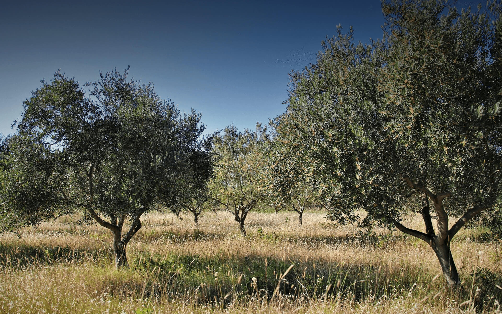 Plateau du bassin Niçois remplis d'olivier